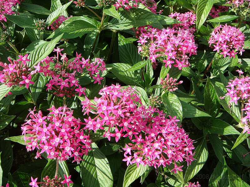 162 Longwood Gardens [2008 August 23].JPG - Longwood Gardens in Pennsylvania